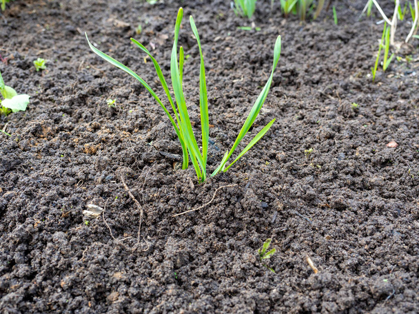Gros plan d'une jeune plante verte plantée dans le sol préparé. le sol est débarrassé des mauvaises herbes - Photo, image