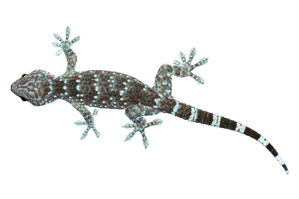 gecko is peel the light blue and orange - Фото, изображение