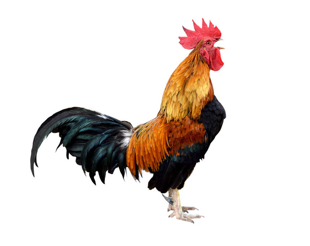 chicken bantam Rooster crowing isolated on white background  Die cutting - Photo, Image