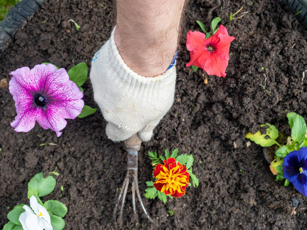 ogrodnik używa pantofelka do usuwania chwastów wokół kwiatów. Ogrodnictwo, hobby. Widok z góry, płaski - Zdjęcie, obraz