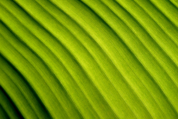 Natura astratto foglia di banana verde Linee diagonali - Foto, immagini