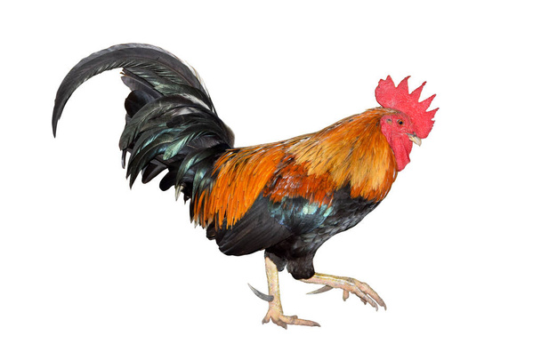 pollo bantam, pierna de gallo hasta aislado sobre fondo blanco troquelado - Foto, imagen
