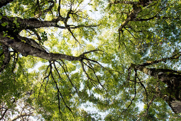 森を見上げる-緑の木の枝自然アブストラクト - 写真・画像