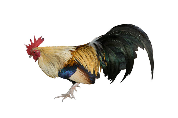 chicken bantam ,Rooster isolated on white (Die cutting) - Photo, Image