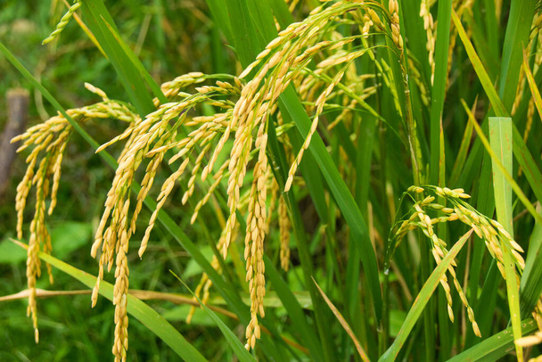 Близько до рослини з рисом. рисове поле шипа
 - Фото, зображення