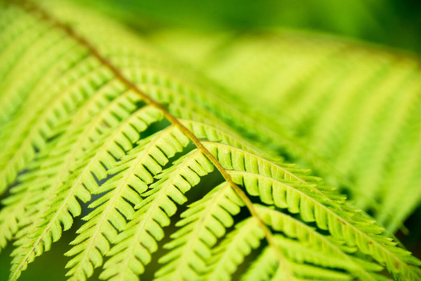 Close-up Green Fern leaves for nature background - Foto, Imagem