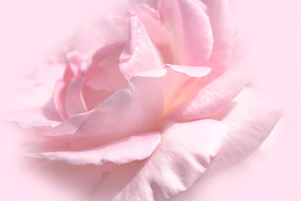 Close-up floral pink rose flower soft color style for background and wallpaper - Foto, Imagen