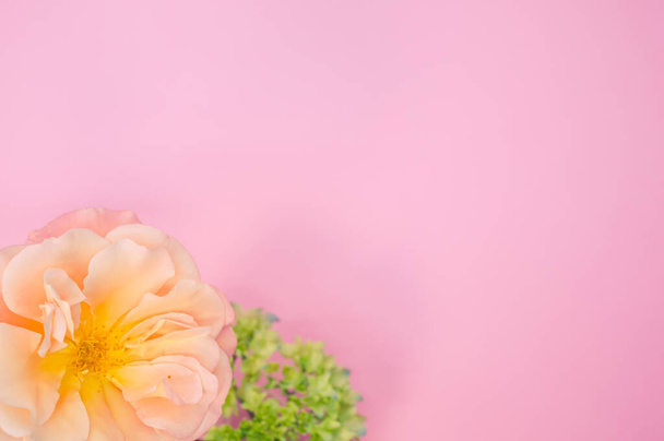 A top view of a garden rose and french hydrangea buds on a pink surface with space for text - 写真・画像