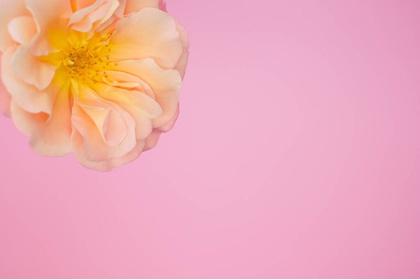 A top view of a garden rose on a pink surface with space for text - Photo, Image
