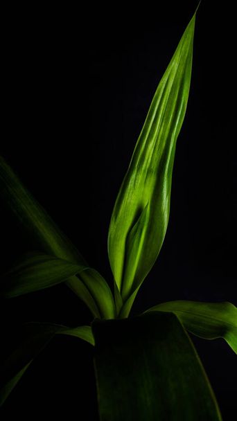 A vertical shot of fresh green bamboo leaves in front of a black background - Foto, Imagem