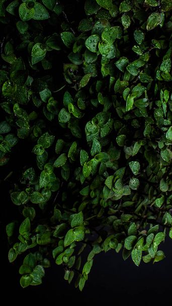 A vertical shot of fresh green leaves in front of a black background - Foto, afbeelding