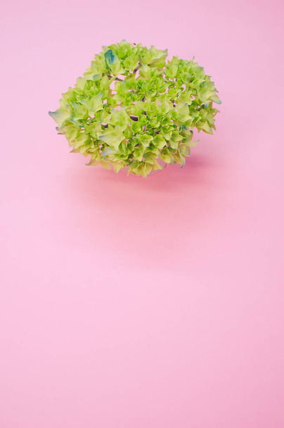 A vertical shot of french hydrangea buds on a pink surface with space for text - Foto, Bild