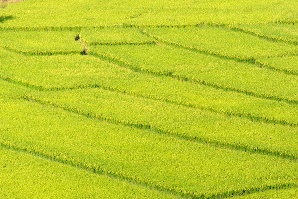 Κορυφή Γραφική άποψη του πράσινου ρυζιού κατατίθεται στη βόρεια Ταϊλάνδη - Φωτογραφία, εικόνα