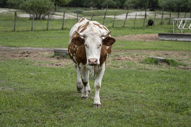 Una vaca pastando en un prado verde en una gran jaula al aire libre - Foto, imagen