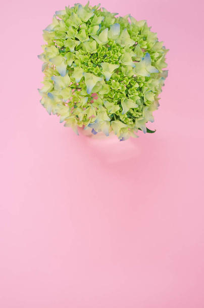 A vertical shot of french hydrangea buds in a vase on a pink surface with space for text - Fotó, kép