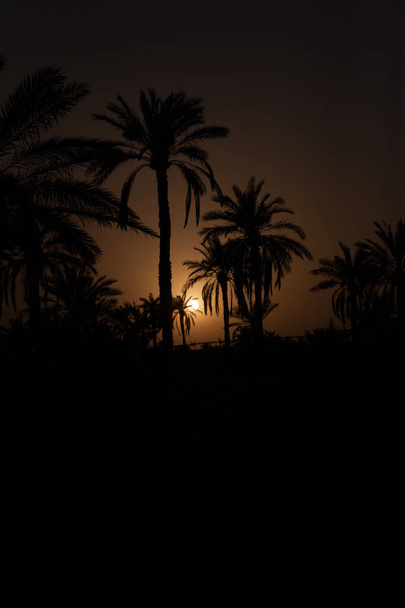 φωτογραφία του ηλιοβασιλέματος στις παλάμες ημερομηνία πεδία στην πόλη Basra - Φωτογραφία, εικόνα