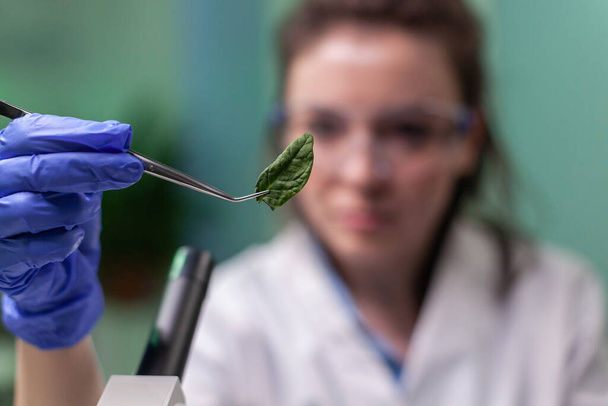 Ricercatore scientifico che esamina la foglia verde geneticamente modificata - Foto, immagini
