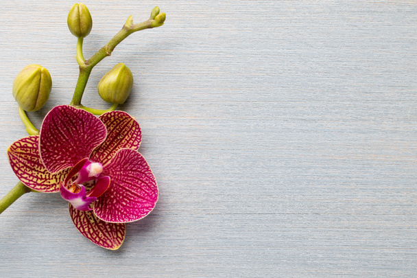 Orchid background. - Фото, изображение