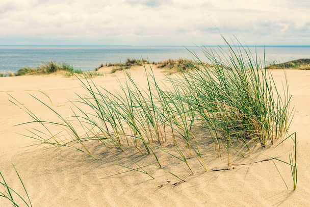Гарне спокійне блакитне море з хвилями і піщаний пляж з очеретом і сухою травою серед дюн, концепція подорожі влітку і відпустки, морський пейзаж
 - Фото, зображення
