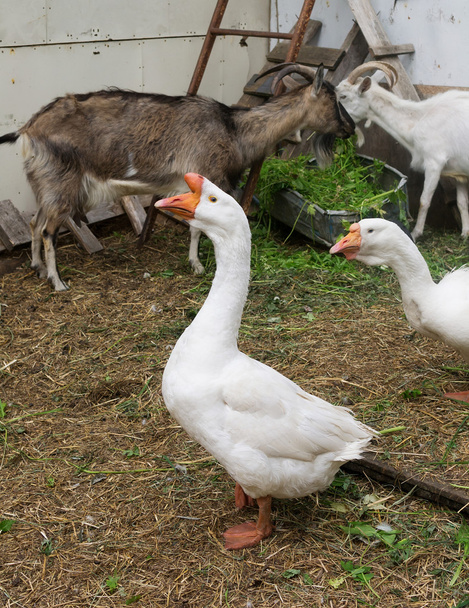 Goose in the background barnyard - Foto, Imagen