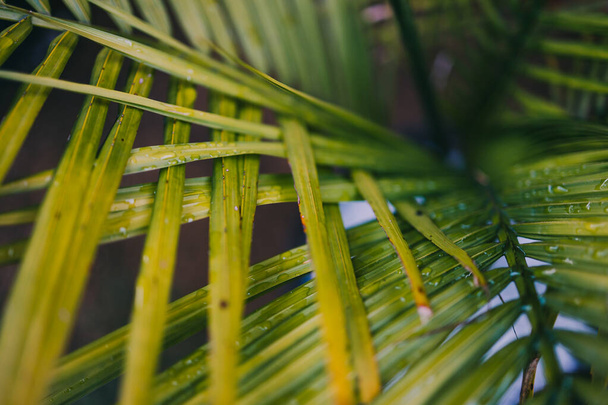 close-up of Majestic Palm Ravenea rivularis leaves growing into each other in sunny backyard shot at shallow depth of field - Foto, imagen