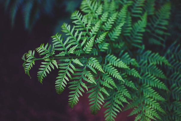 close-up of green fern leaves with intricate details and geometry in sunny backyard shot at shallow depth of field - Foto, Imagem