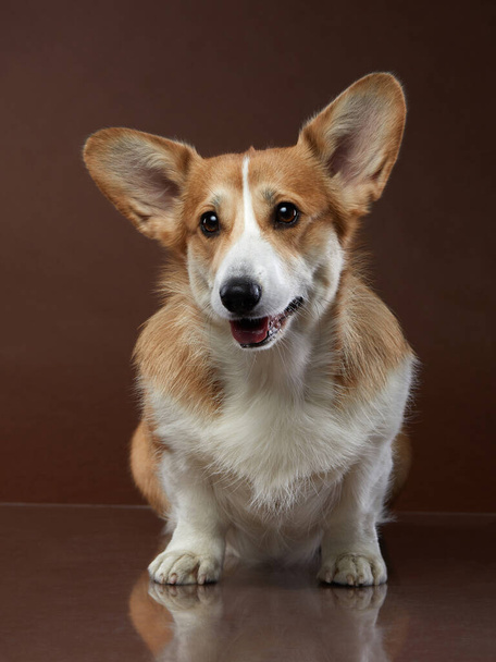 Portrait of a dog on a brown background. Smiling Corgi. Pet in the studio.  - Фото, изображение