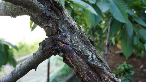 вишневе дерево, уражене хворобою кори стовбура. Фотографія
 - Фото, зображення
