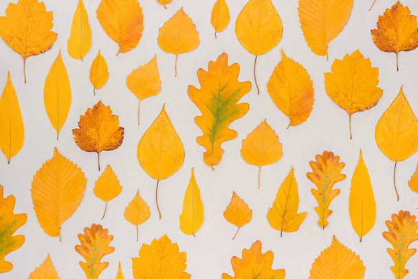 Autumn yellow leaves on grey background, fall wallpaper. Top view Flat lay. - Foto, afbeelding
