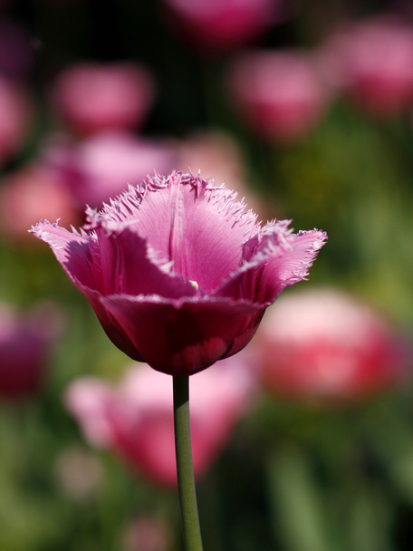 Одномісний tulip
 - Фото, зображення