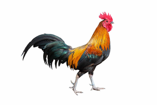 Κοτόπουλο πετεινού στέκεται απομονωθεί σε λευκό φόντο - Φωτογραφία, εικόνα