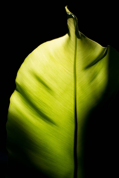 zbliżenie natura zielony liść izolat na czarny tło - Zdjęcie, obraz