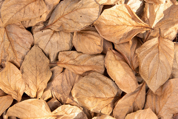 Jesień Suche liście tekstury, Suszone liście pokrywają tło - Zdjęcie, obraz