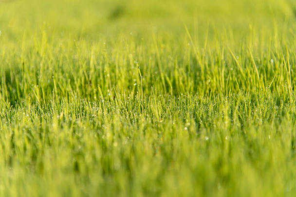 Yakından yeşil pirinç filizleri ve çiy damlaları taze besin damlatır. - Fotoğraf, Görsel