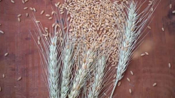 Oído de trigo y grano de trigo en la mesa de madera, concepto de comida saludable. - Metraje, vídeo