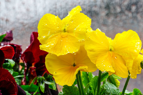 closeup of colorful pansy flowers covered with raindrops on a blurred background - Photo, Image