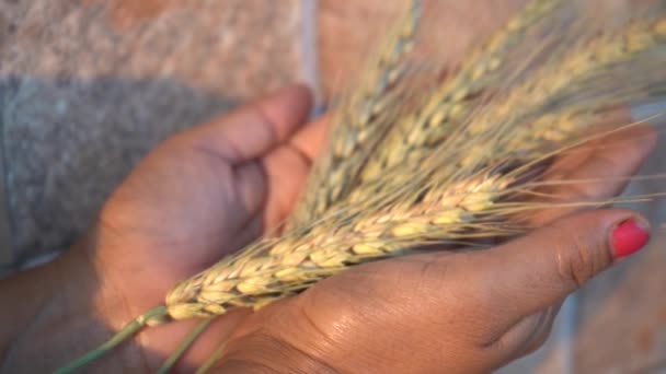 Mujer sosteniendo espiga de trigo y grano de trigo en sus manos, concepto de comida saludable. - Imágenes, Vídeo
