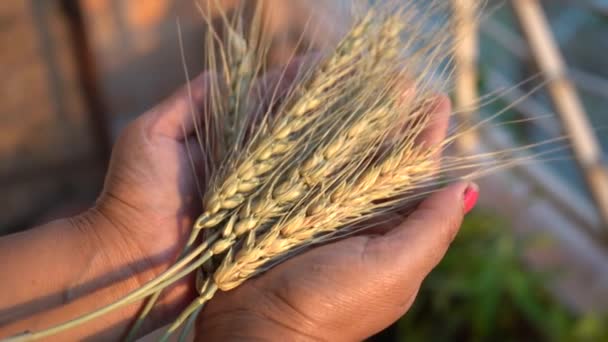 Женщина держит в руках пшеничное ухо и пшеничное зерно, концепция здоровой пищи. - Кадры, видео
