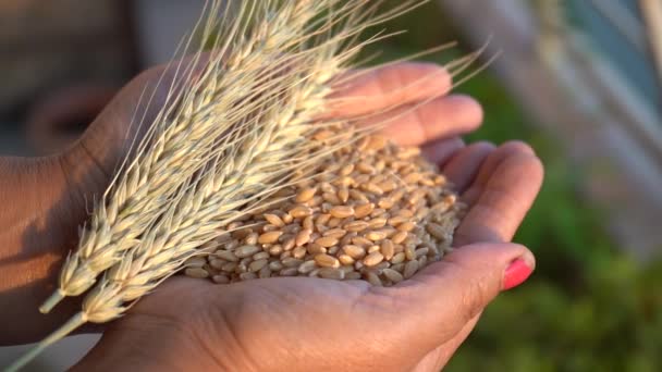 Vrouw met tarwe oor en tarwe graan in haar handen, Gezond voedsel concept. - Video