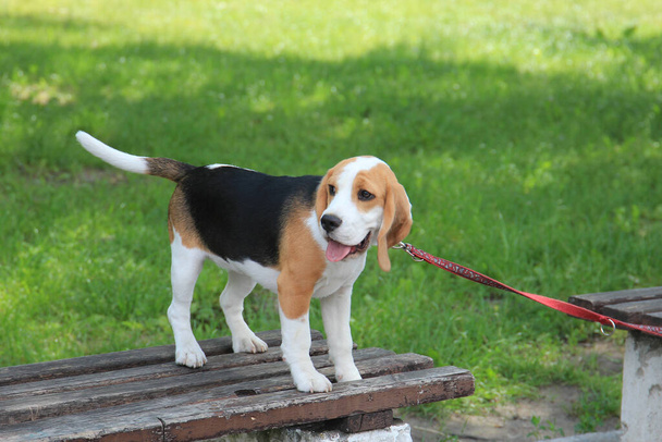 cão beagle para um passeio no parque da cidade - Foto, Imagem