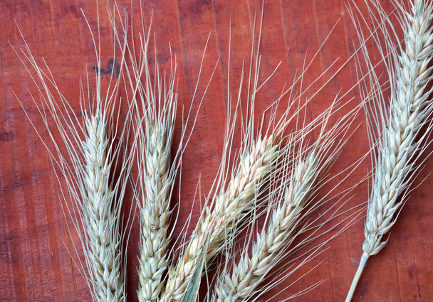 Orejas de trigo y granos de trigo, primer plano. Concepto de comida saludable. - Foto, imagen