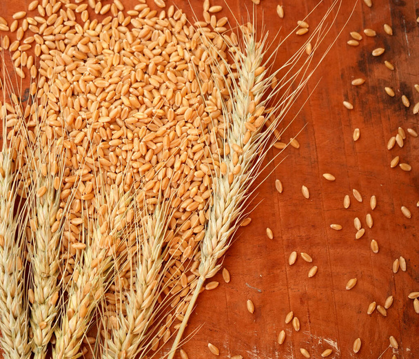 Uši pšenice a pšeničných zrn, detailní záběr. Koncept zdravé stravy. - Fotografie, Obrázek