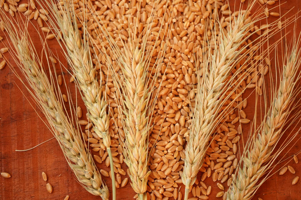 Uši pšenice a pšeničných zrn, detailní záběr. Koncept zdravé stravy. - Fotografie, Obrázek