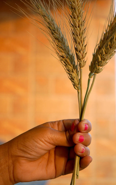 Frau hält Weizenähren und Weizenkörner in Händen - Foto, Bild