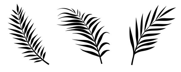 Palmblätter setzen Silhouette isoliert auf weißem Hintergrund - Vektor, Bild