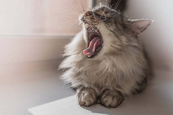 Gatto domestico grigio pigro con bocca predatoria aperta e zanne sbadigli - Foto, immagini