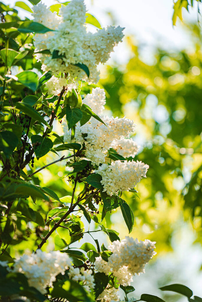 white lilac in the garden - Фото, зображення