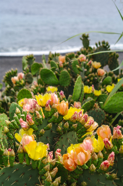 Kaktusfeige - Foto, Bild