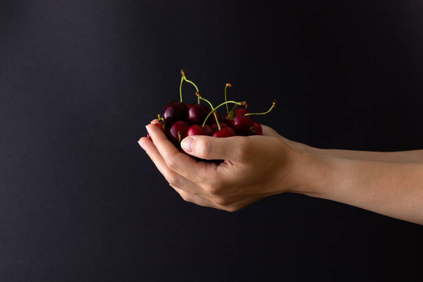 Close up of sweet ripe cherries in woman hands on dark background. Side view. - Foto, Imagen