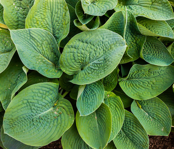 zelené listy rostlin v zahradě. textura - Fotografie, Obrázek